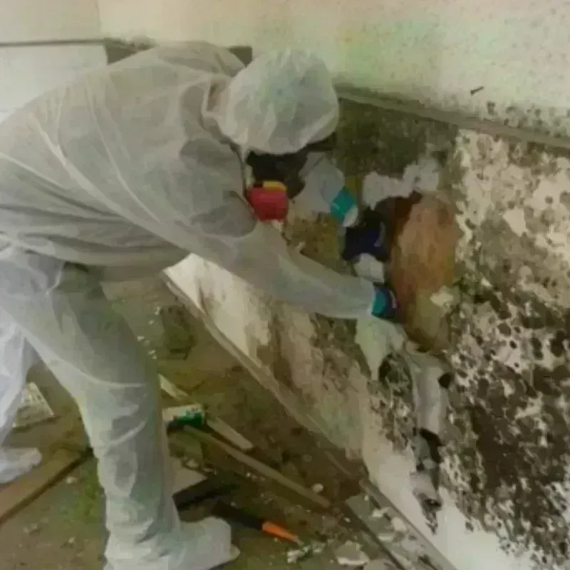 Mold Remediation and Removal in Laurel, MS